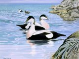 Eider Duck (Somateria mollissima) BD0302