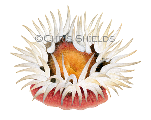 Elegant Sea Anemone (Cylista elegans) OS0025