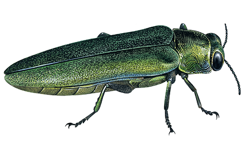 Emerald Ashborer (Agrilus planipennis) IN001 