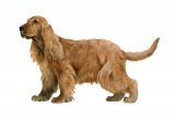 English Cocker Spaniel (Canis lupus familiaris) M007