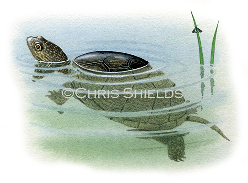 European Pond Terrapin (Emys orbicularis) R0021