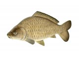 F048 - Common Carp (Cyprinus carpio)