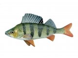 F062 - Perch (Perca fluviatilis)