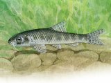 F255 - Gudgeon (Gobio gobio)