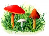 Hygrocybe sp. (Waxcap) FU009