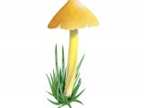 Hygrocybe citrinovirens (Citrine Waxcap) FU010