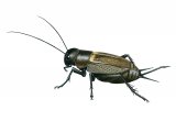 Field Cricket (Gryllus campestris) IN001