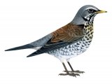 Fieldfare (Turdus pilaris) BD0306