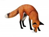 Fox (red) Vulpes vulpes M002