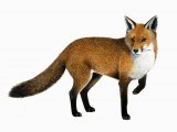 Fox (red) Vulpes vulpes M003