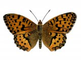 Fritillary (Dark Green) Argynnis aglaja IN003