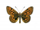 Fritillary (pearl-bordered) Boloria euphrosyne IN001