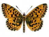 Fritillary (Small Pearl- boardered) Boloria selene IN003.