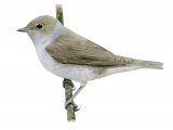 Garden Warbler (Sylvia borin) BD0312