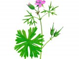 Geranium dissectum (Cut-leaved Cranes-bill) BT0220