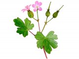 Geranium lucidium BT0221