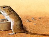 Gerbil (Meriones unguiculatus) M001