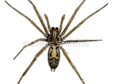 Giant House Spider (Eratigena  duellica) SP0085