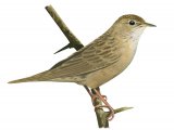 Grasshopper Warbler (Locustella naevia) BD0322