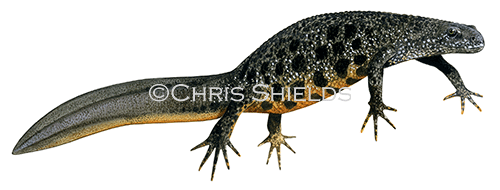 Great Crested Newt female (Triturus cristatus) RA119