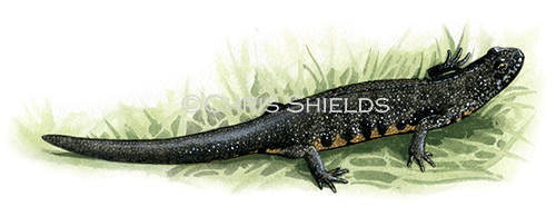 Great Crested Newt male (Triturus cristatus) RA115