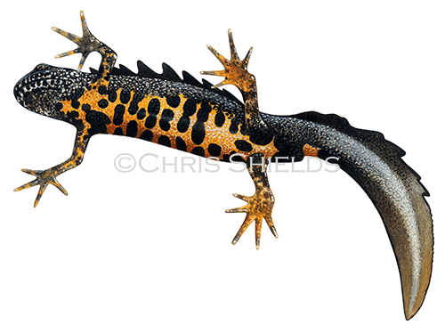 Great Crested Newt male (Triturus cristatus) RA117