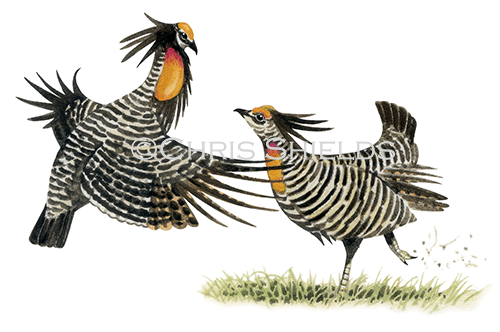 Greater Prairie Chicken (Tympanuchus cupido) BD048