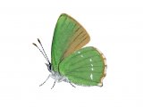 Green Hairstreak (male)  Callophrys rubi IN005