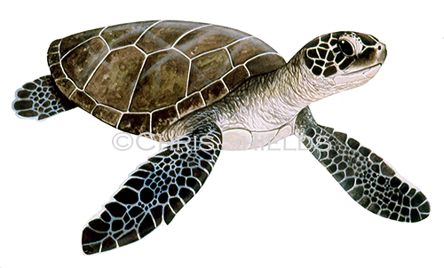 Green Turtle juvanile (Chelonia mydas) R0033