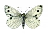 Green-veined White (Pieris napi) IN001