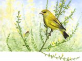 Greenfinch (Carduelis chloris) BD0331