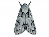 Grey Dagger (Acronicta psi) IN001