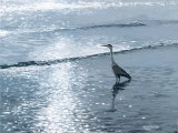 Heron (grey) Ardea cinerea BD006