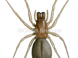 Ground Spider (Drassodes cupreus) SP0125