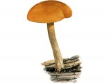 Gymnopilus bellulus (Rustgill) FU002