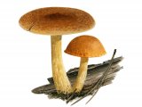 Gymnopilus sapineus (Scaly Rustgill) FU003