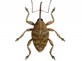 Hazelnut Weevil (Curculio nucum) IN001