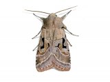 Hebrew character (Xestia c-nigrum) IN001