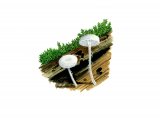 Hemimycena cephalotricha FU007