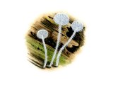 Hemimycena tortuosa (Dewdrop Bonnet) FU003