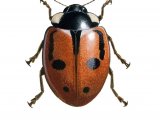 Hieroglyphic Ladybird (typica) Coccinella hieroglyphica IN002