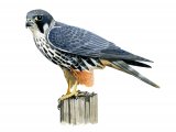 Hobby (Falco subbuteo) BD0517