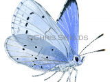 Holly Blue (male) Celastrina argiolus L0103