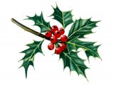 Holly leaves & berries (Ilex aquifolium) BT033