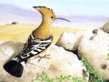 Hoopoe (Upupa epops) BD027