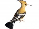 Hoopoe (Upupa epops) BD028