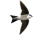 House martin (Delichon urbica) B003