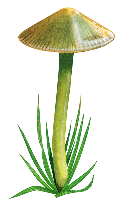 Gliophorus psittacina var. psittacina (Parrot Waxcap) FU0260