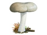 Hygrophorus agathosmus (Almond Woodwax) FU006