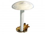 Hygrophorus cossus FU012